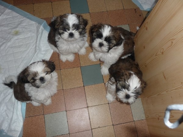 de la colline de Saint-Joseph - Shih Tzu - Portée née le 04/03/2010