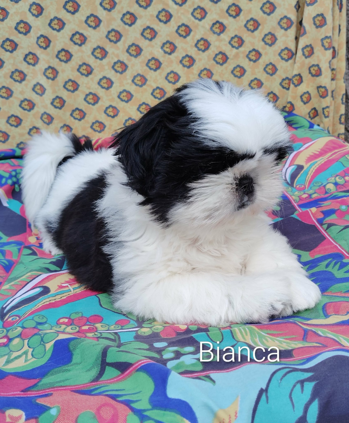 Bianca une femelle super typée