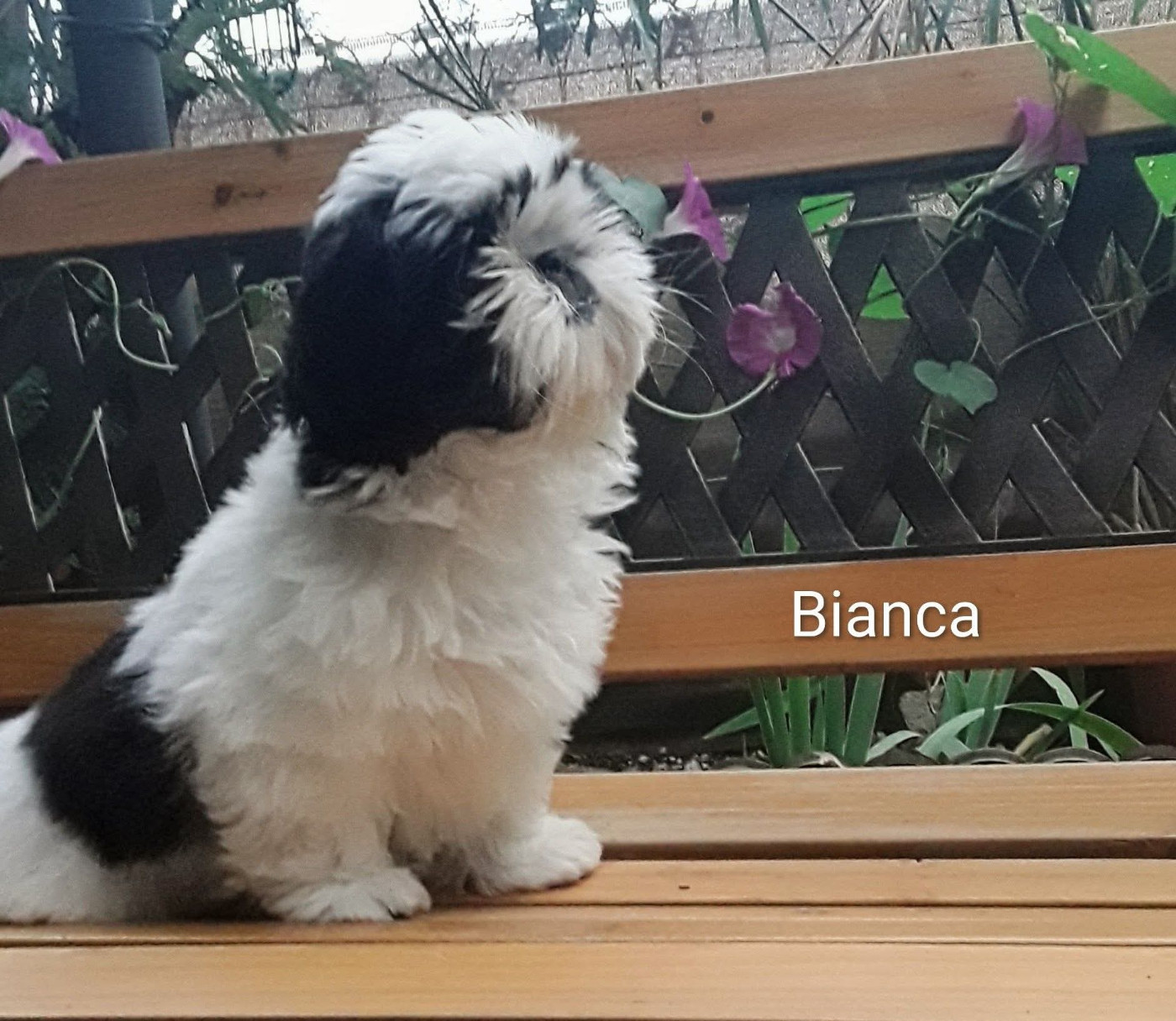 Bianca disponible