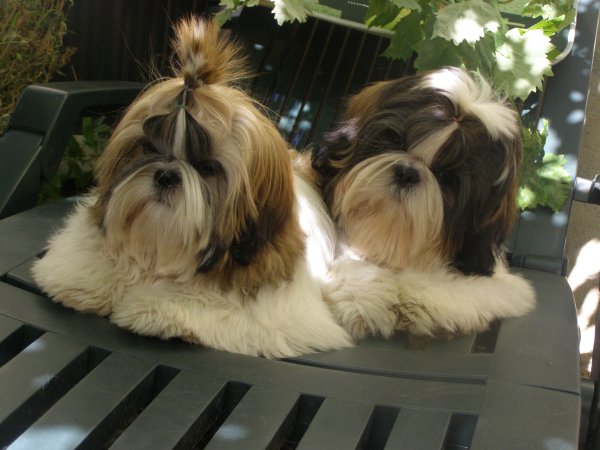 emmy-li et son frère