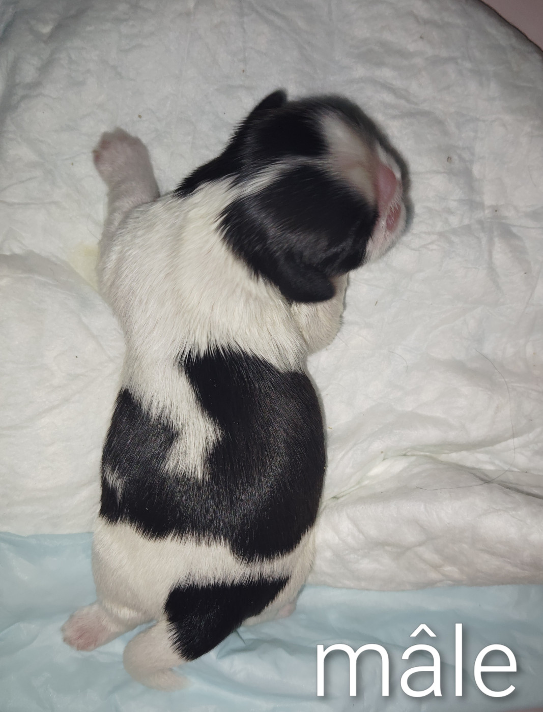 De La Colline De Saint Joseph - Chiots disponibles - Shih Tzu