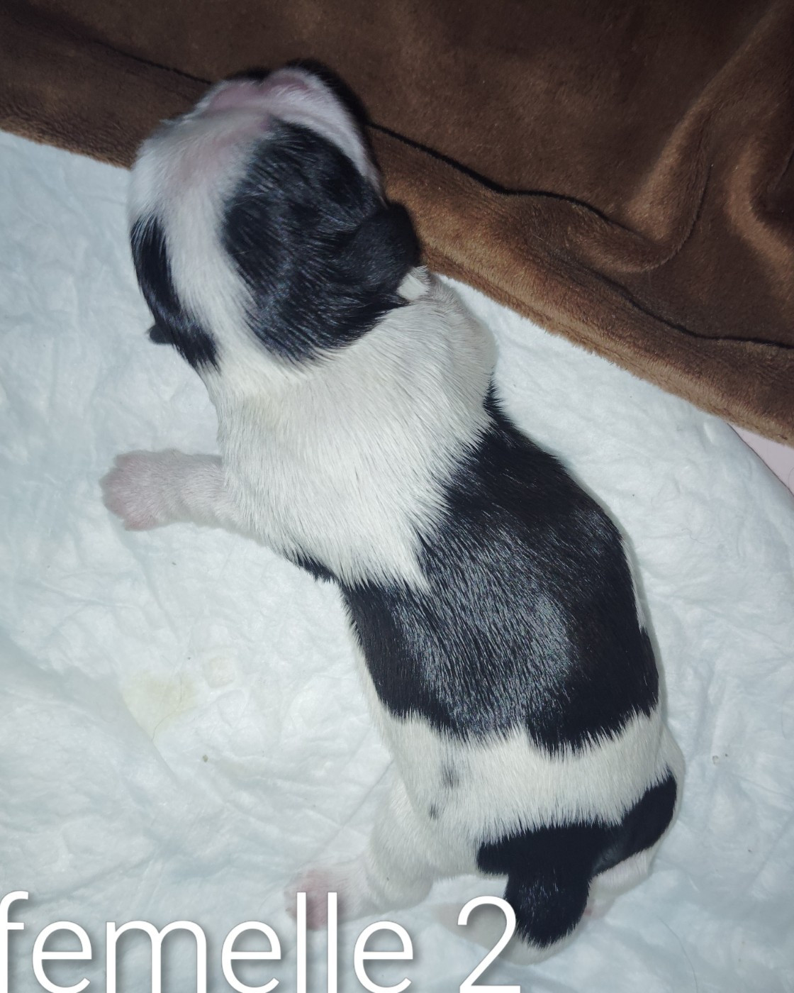De La Colline De Saint Joseph - Chiots disponibles - Shih Tzu