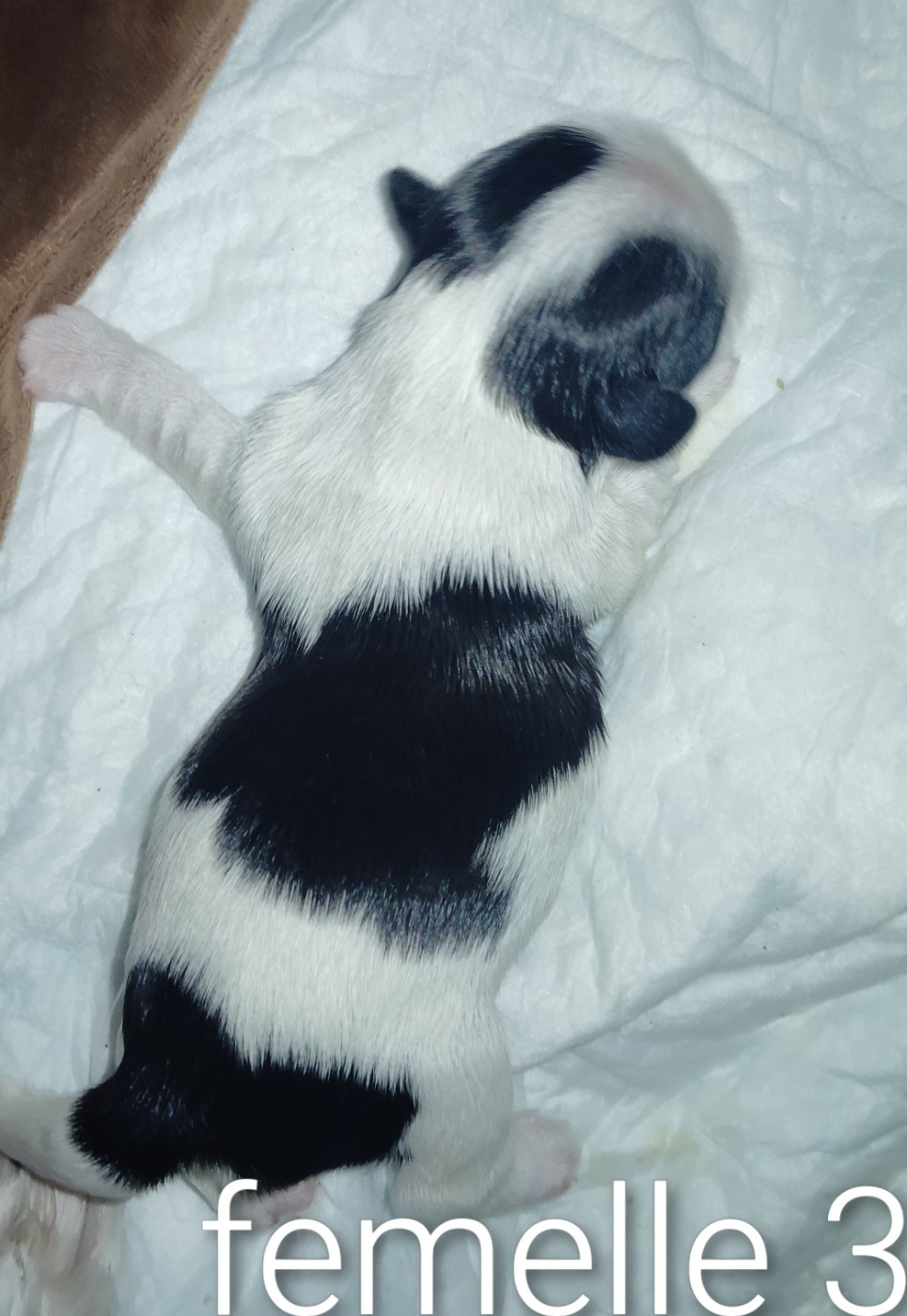 De La Colline De Saint Joseph - Chiots disponibles - Shih Tzu