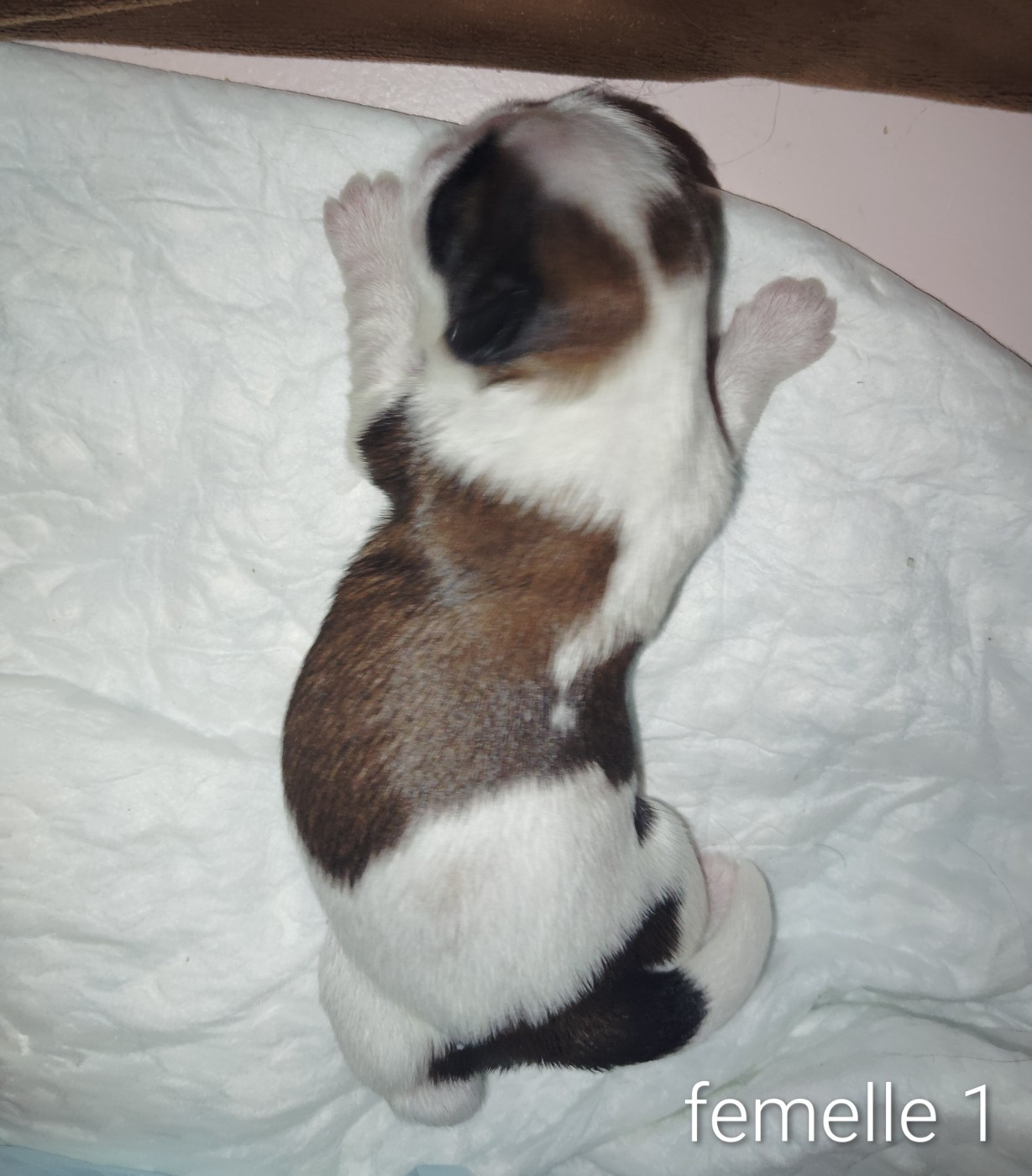 De La Colline De Saint Joseph - Chiots disponibles - Shih Tzu
