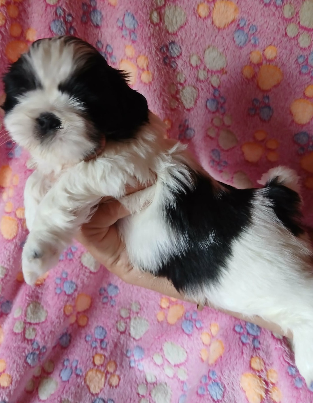 De La Colline De Saint Joseph - Chiots disponibles - Shih Tzu