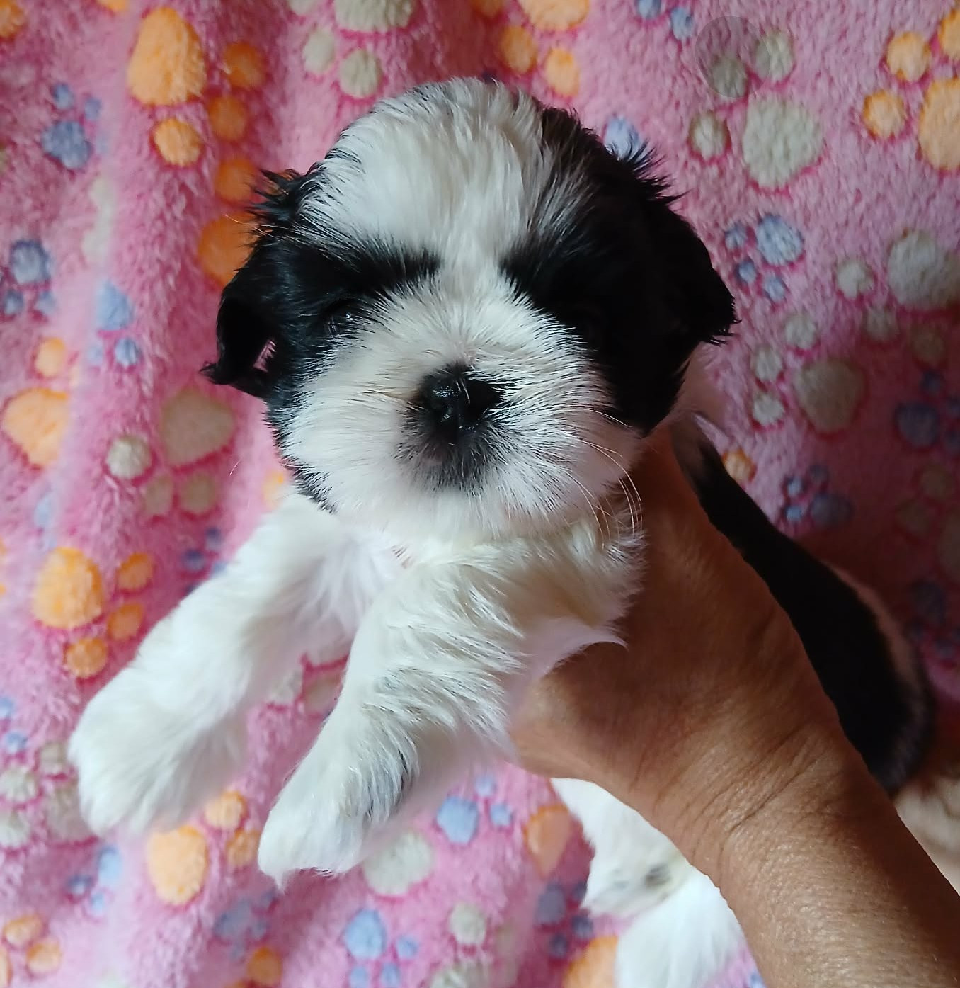 De La Colline De Saint Joseph - Chiots disponibles - Shih Tzu