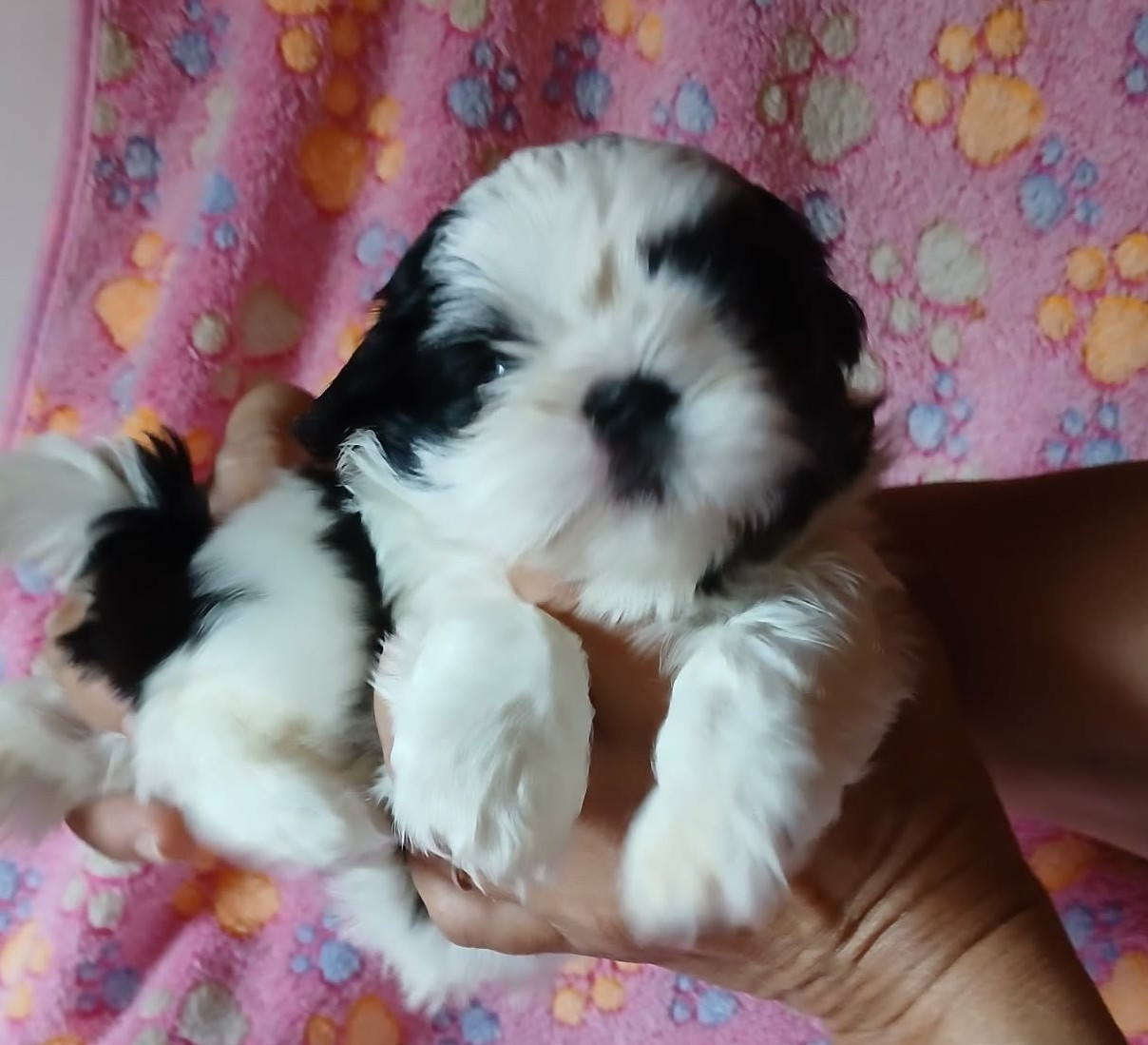 De La Colline De Saint Joseph - Chiots disponibles - Shih Tzu