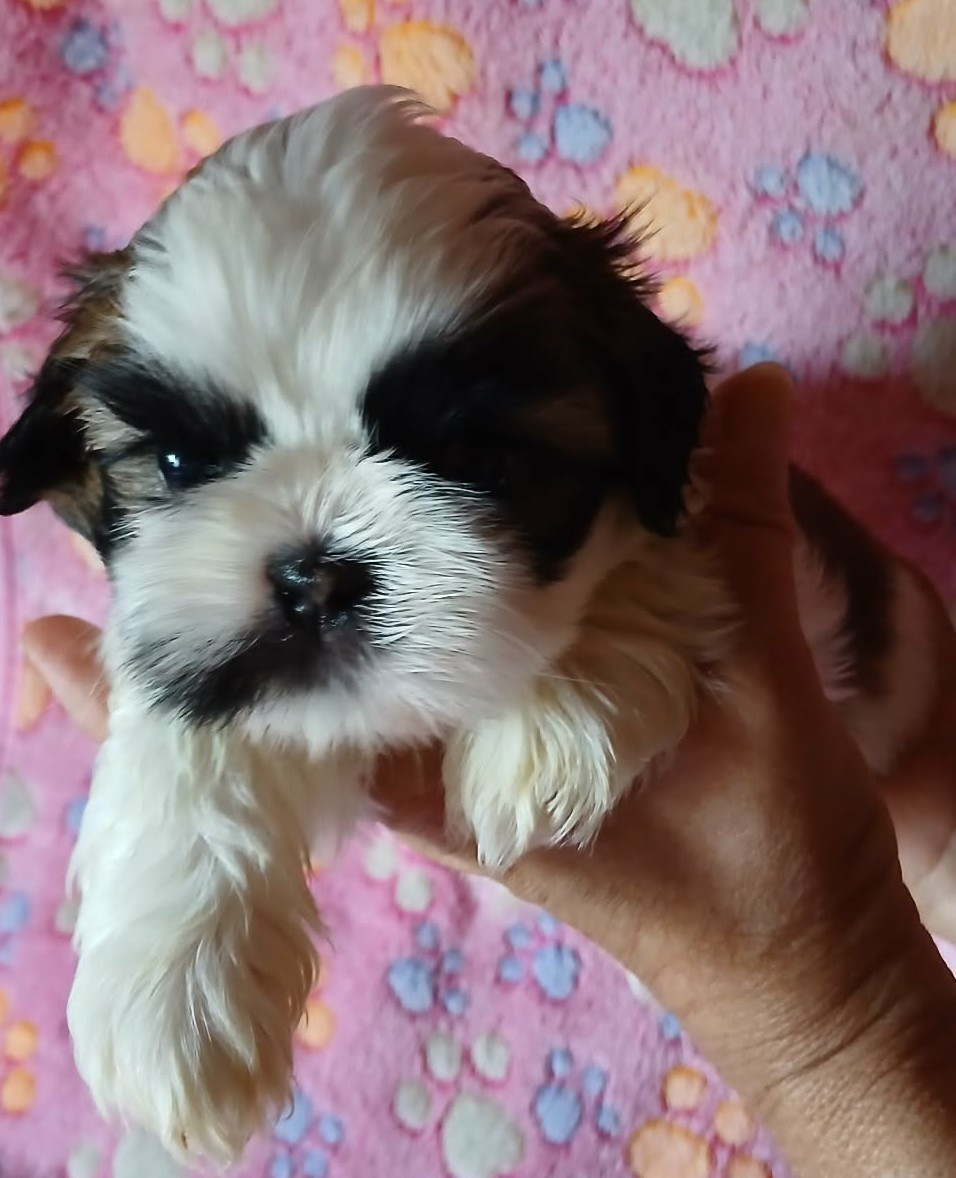 De La Colline De Saint Joseph - Chiots disponibles - Shih Tzu