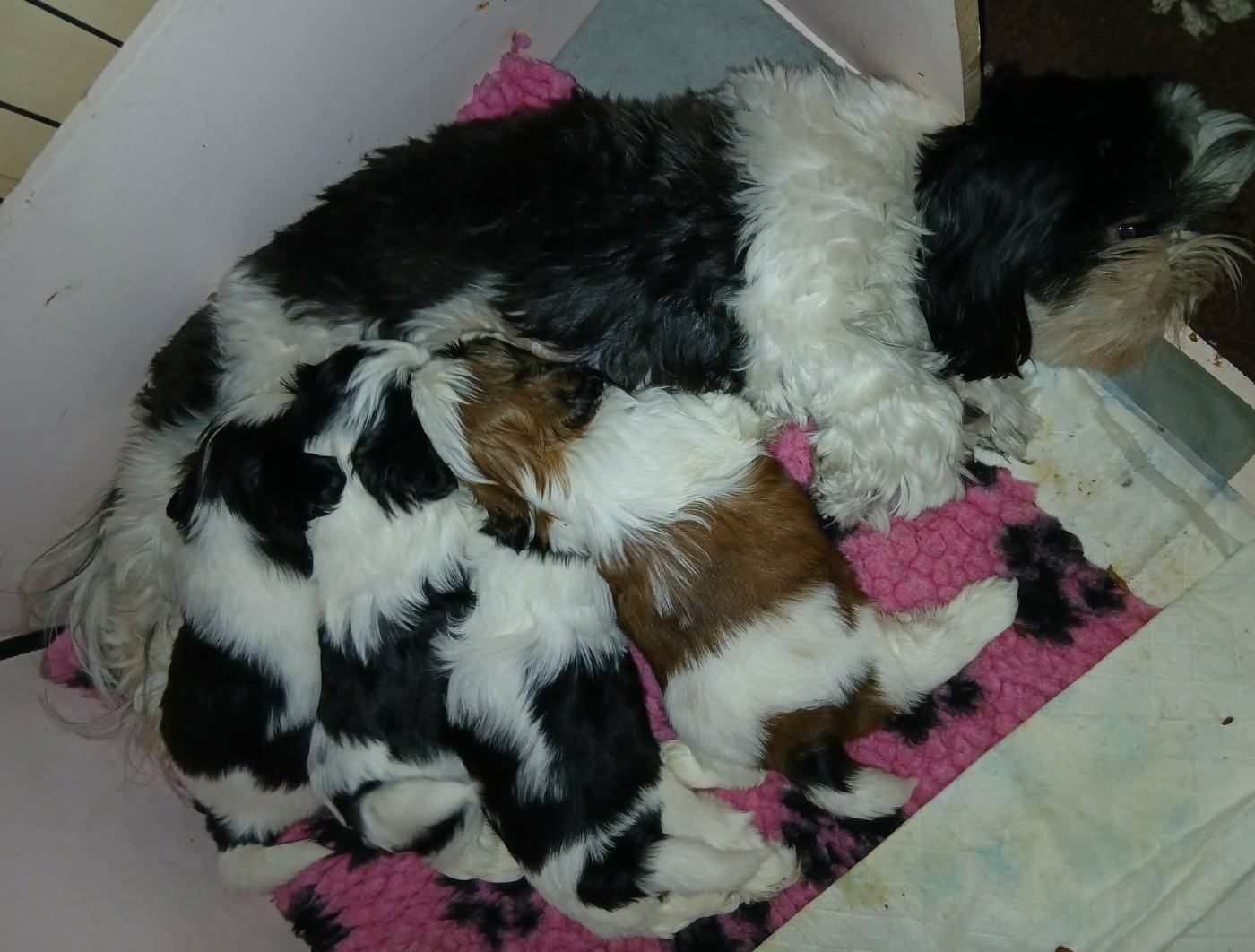 Chiot Shih Tzu De La Colline De Saint Joseph
