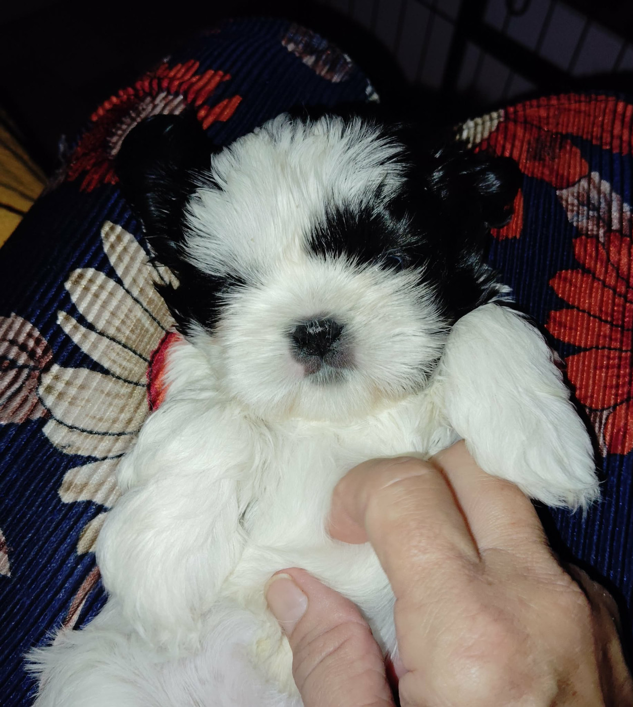 De La Colline De Saint Joseph - Chiots disponibles - Shih Tzu