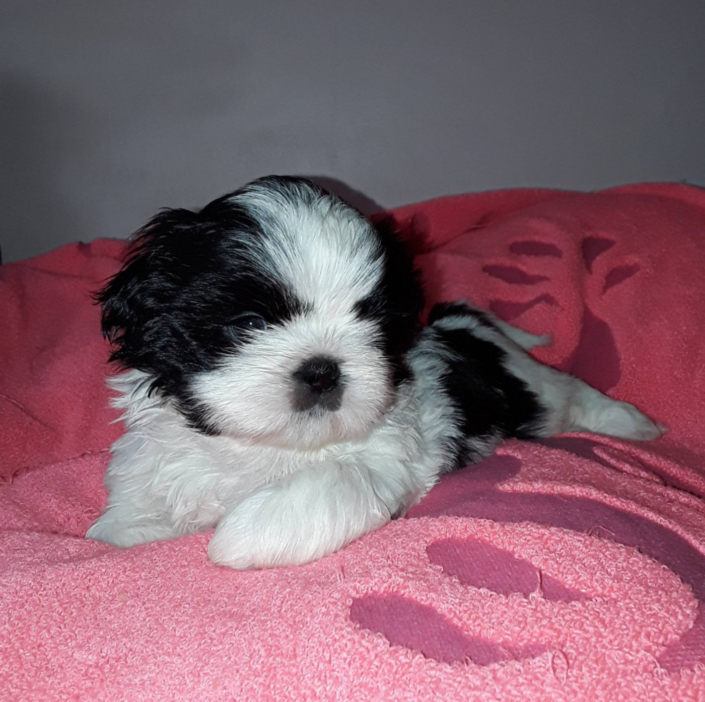 De La Colline De Saint Joseph - Chiots disponibles - Shih Tzu