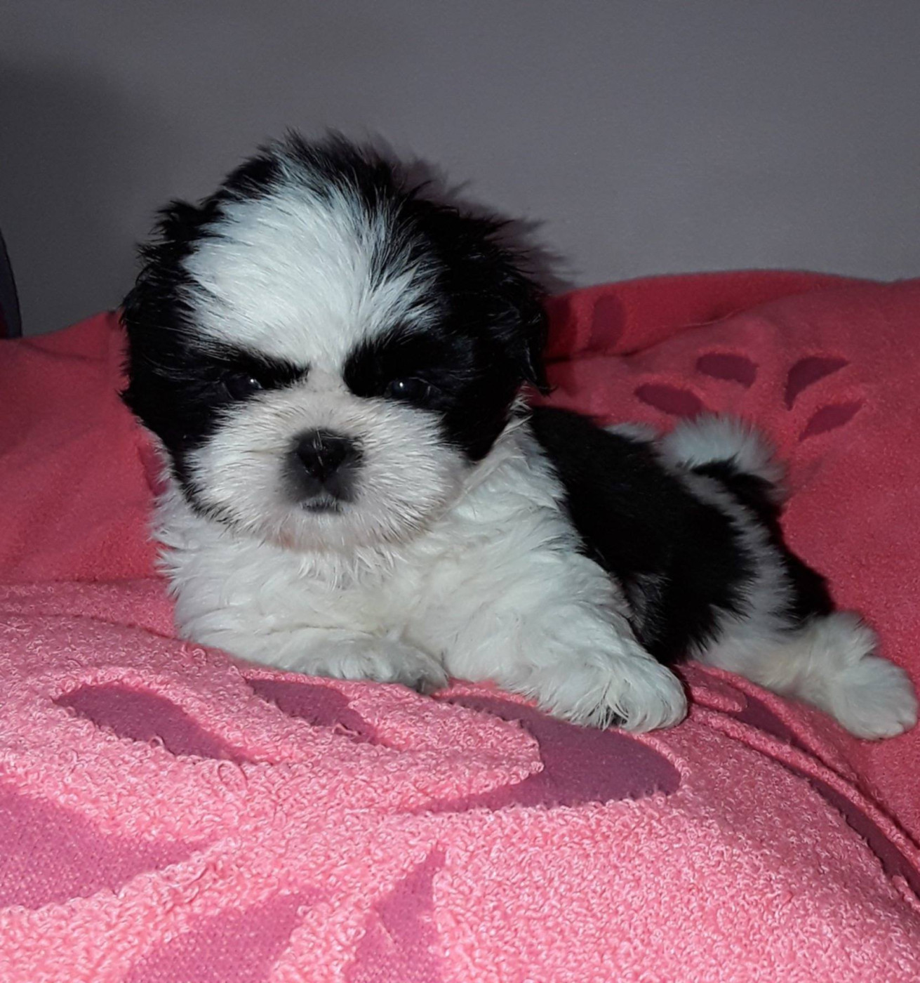 De La Colline De Saint Joseph - Chiots disponibles - Shih Tzu