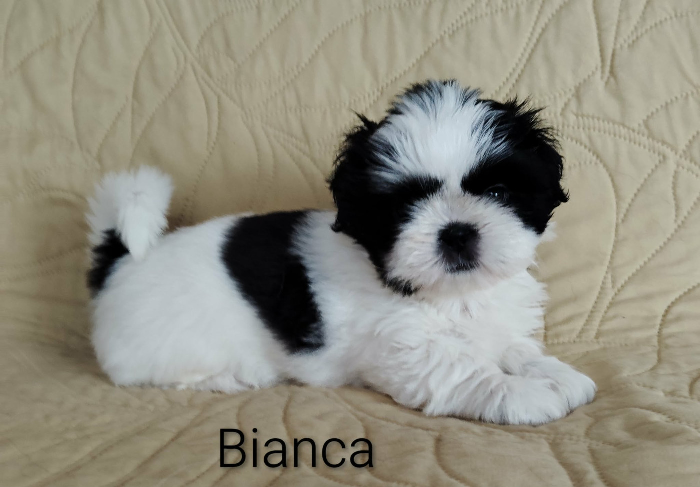 De La Colline De Saint Joseph - Chiots disponibles - Shih Tzu