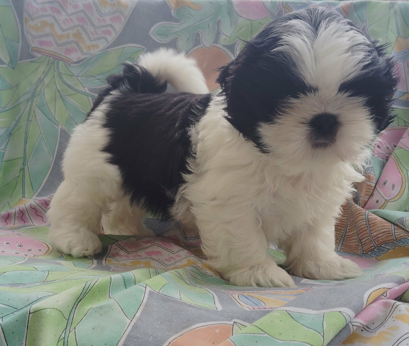 De La Colline De Saint Joseph - Chiots disponibles - Shih Tzu