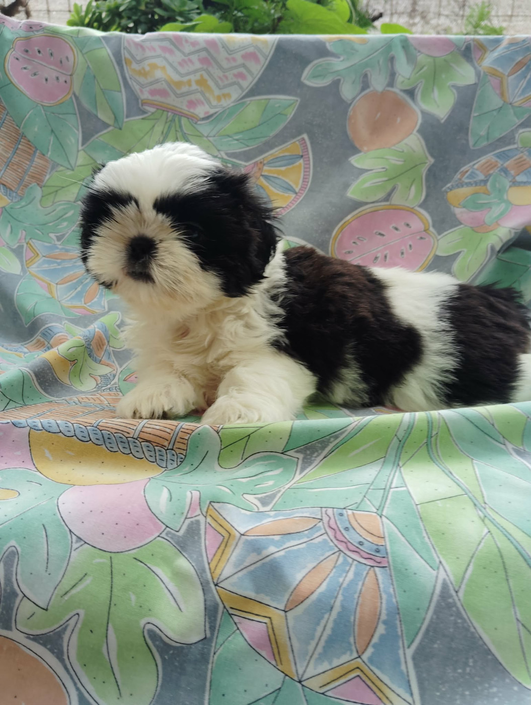 De La Colline De Saint Joseph - Chiots disponibles - Shih Tzu