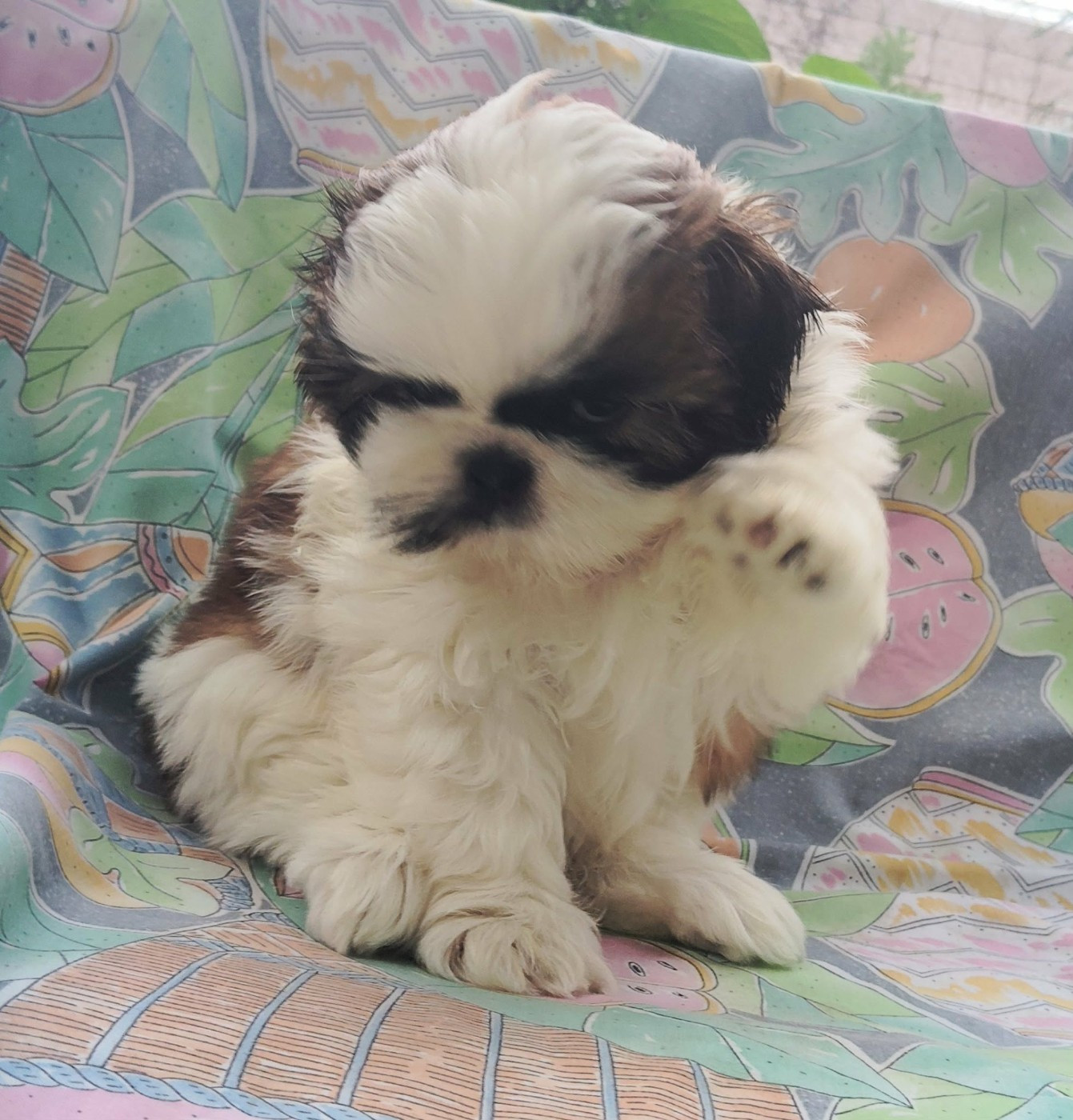 De La Colline De Saint Joseph - Chiots disponibles - Shih Tzu