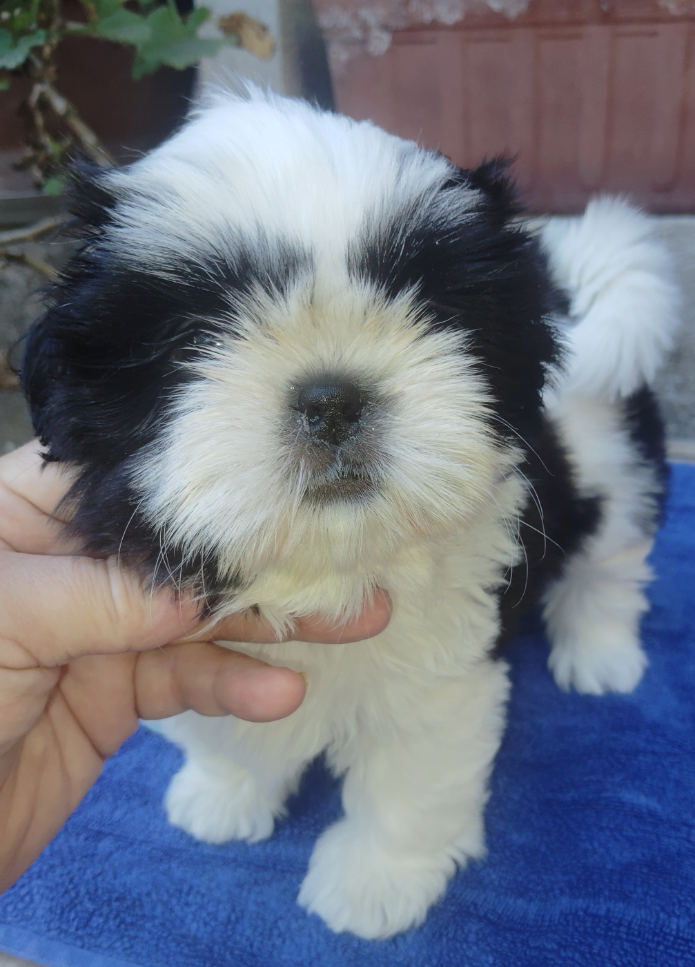 De La Colline De Saint Joseph - Chiots disponibles - Shih Tzu