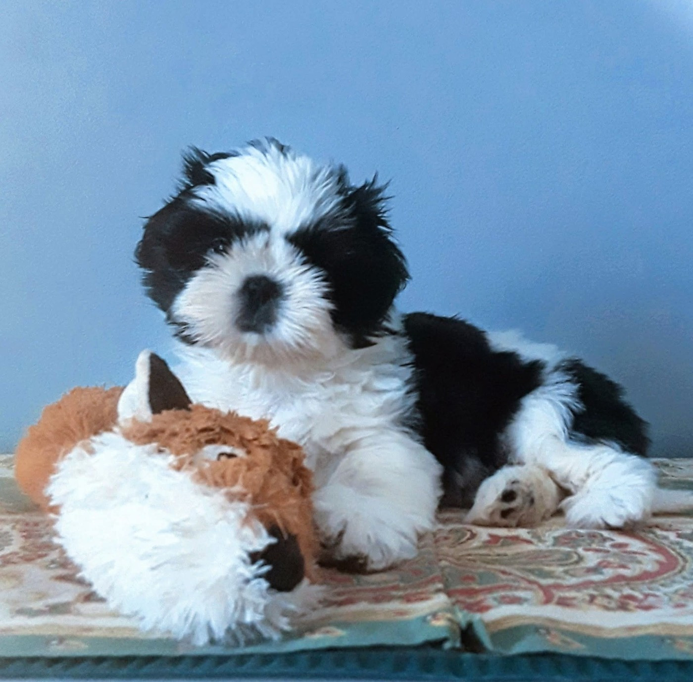 De La Colline De Saint Joseph - Chiots disponibles - Shih Tzu