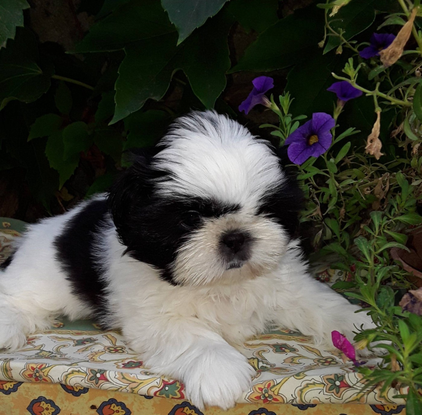 De La Colline De Saint Joseph - Chiots disponibles - Shih Tzu