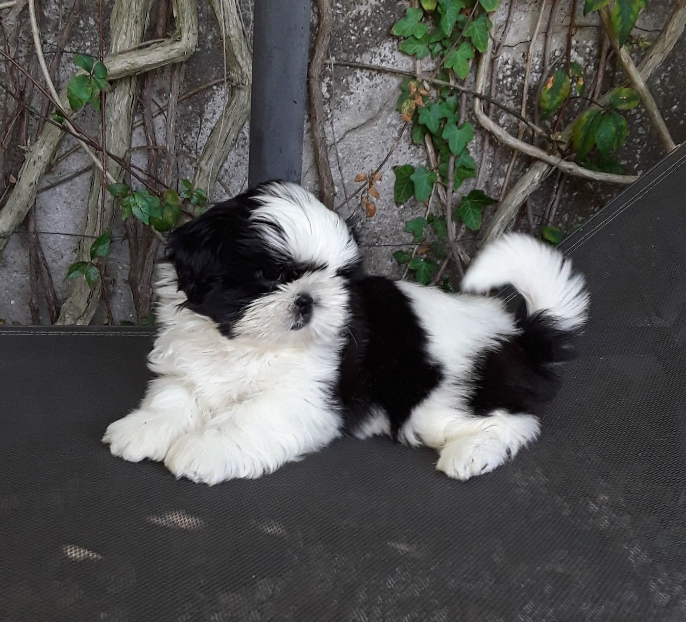 De La Colline De Saint Joseph - Chiots disponibles - Shih Tzu