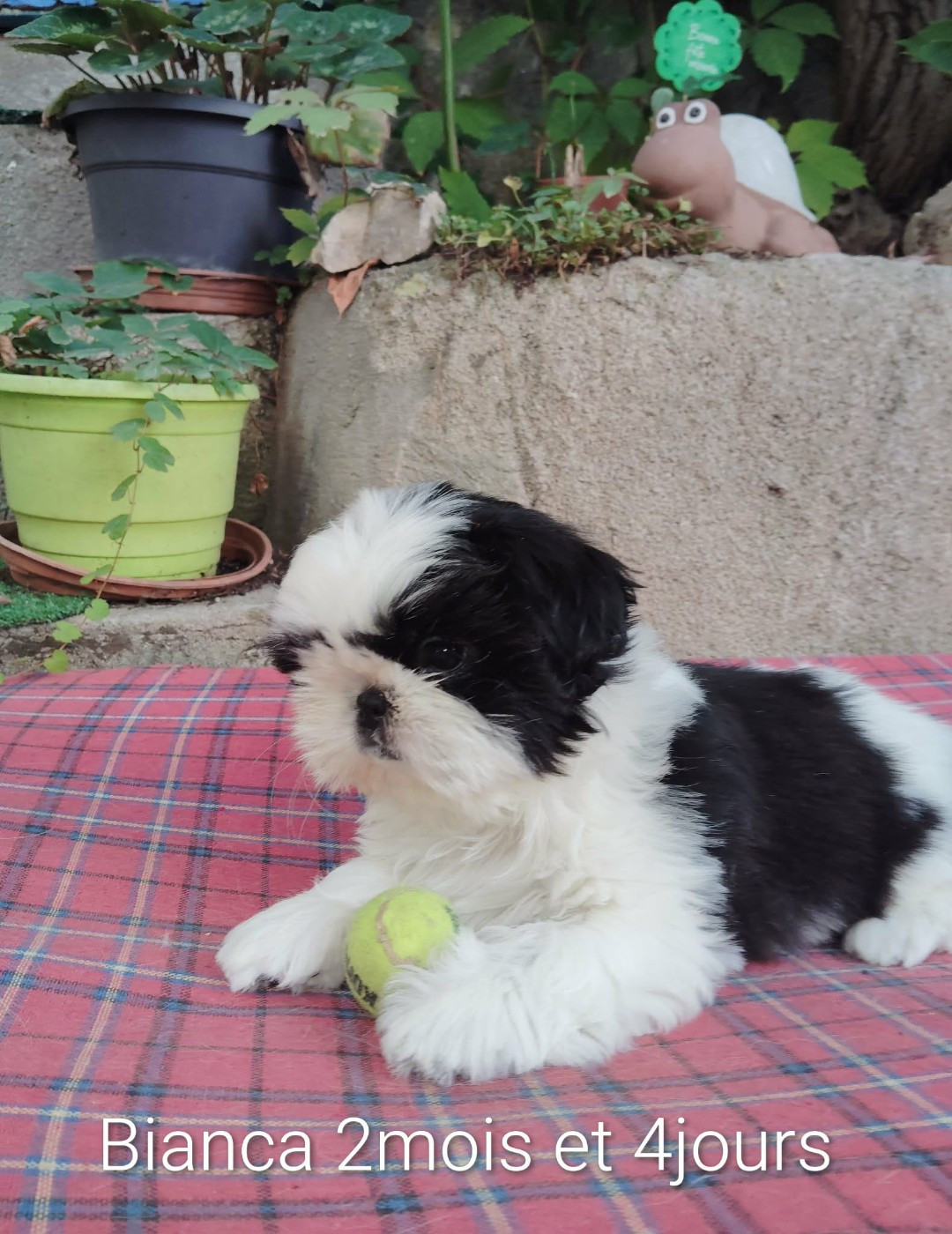 De La Colline De Saint Joseph - Chiots disponibles - Shih Tzu