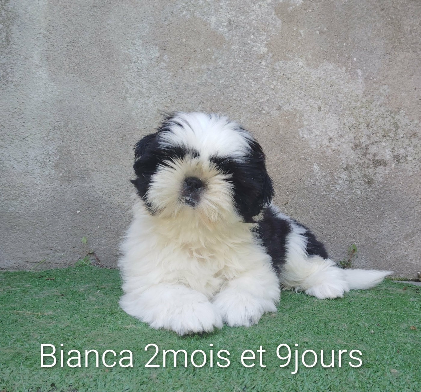 De La Colline De Saint Joseph - Chiots disponibles - Shih Tzu