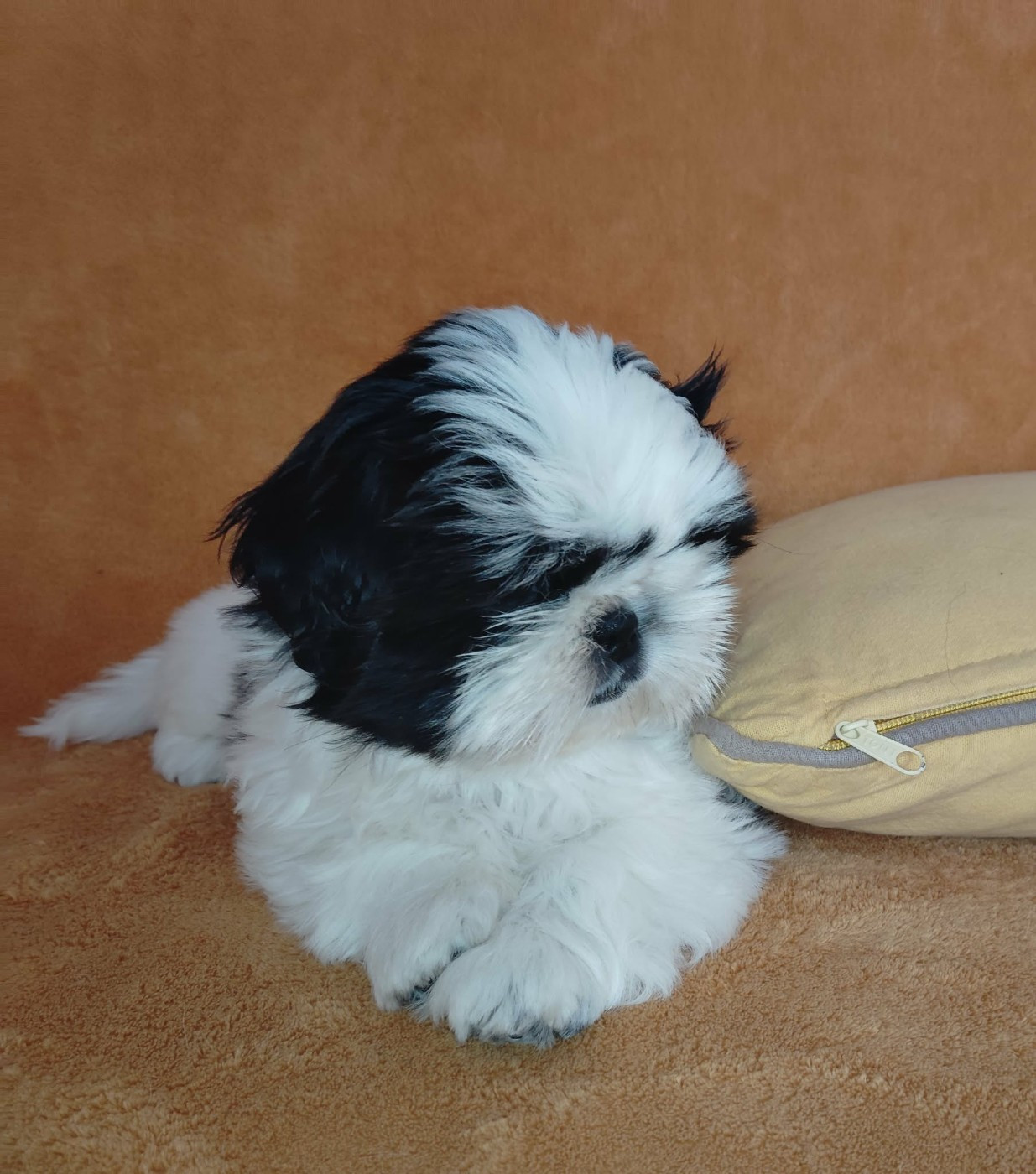 De La Colline De Saint Joseph - Chiots disponibles - Shih Tzu