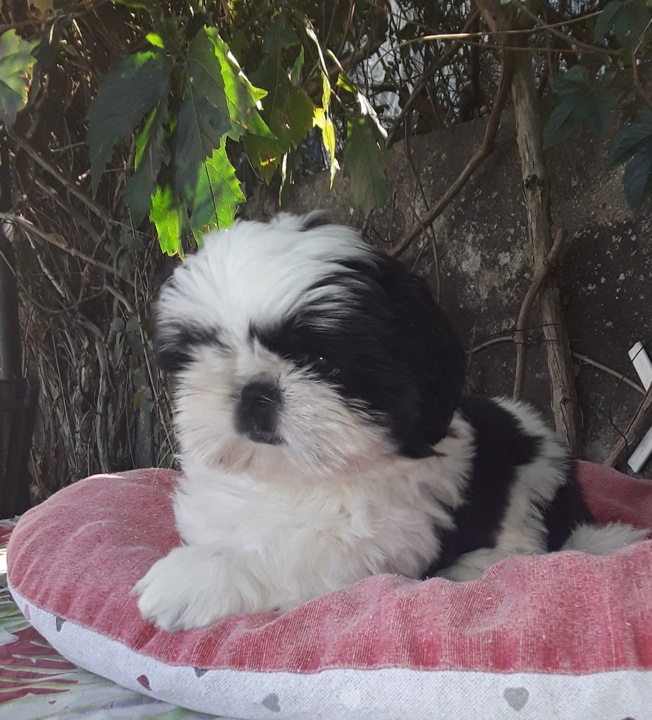 De La Colline De Saint Joseph - Chiots disponibles - Shih Tzu
