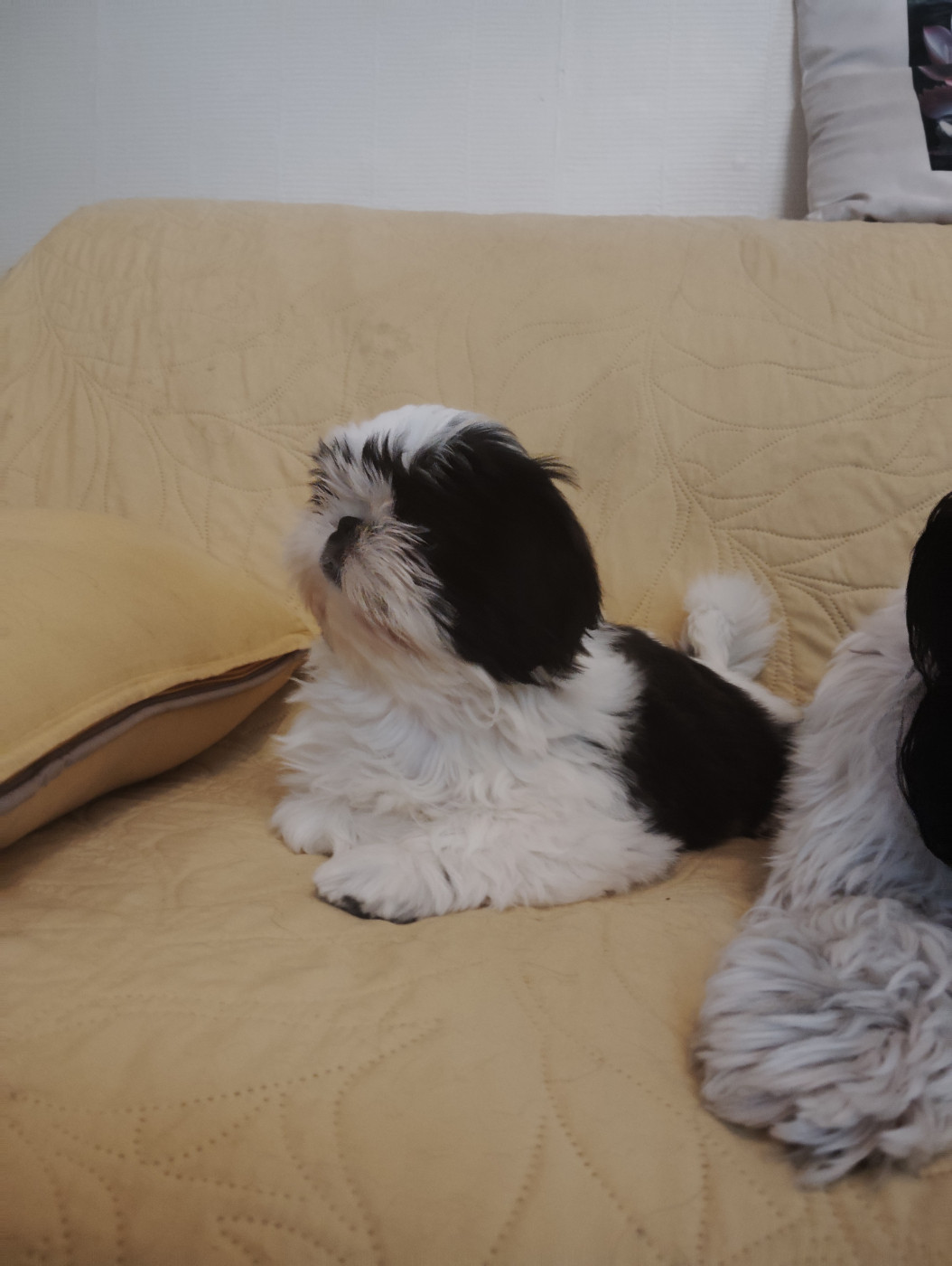 De La Colline De Saint Joseph - Chiots disponibles - Shih Tzu