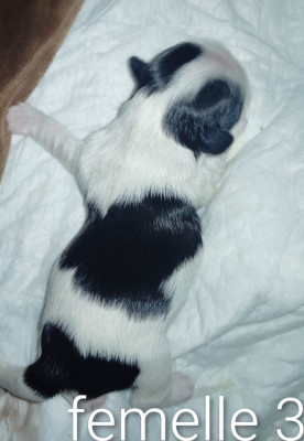 Chiot N°3