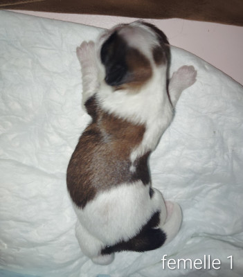 Chiot N°4